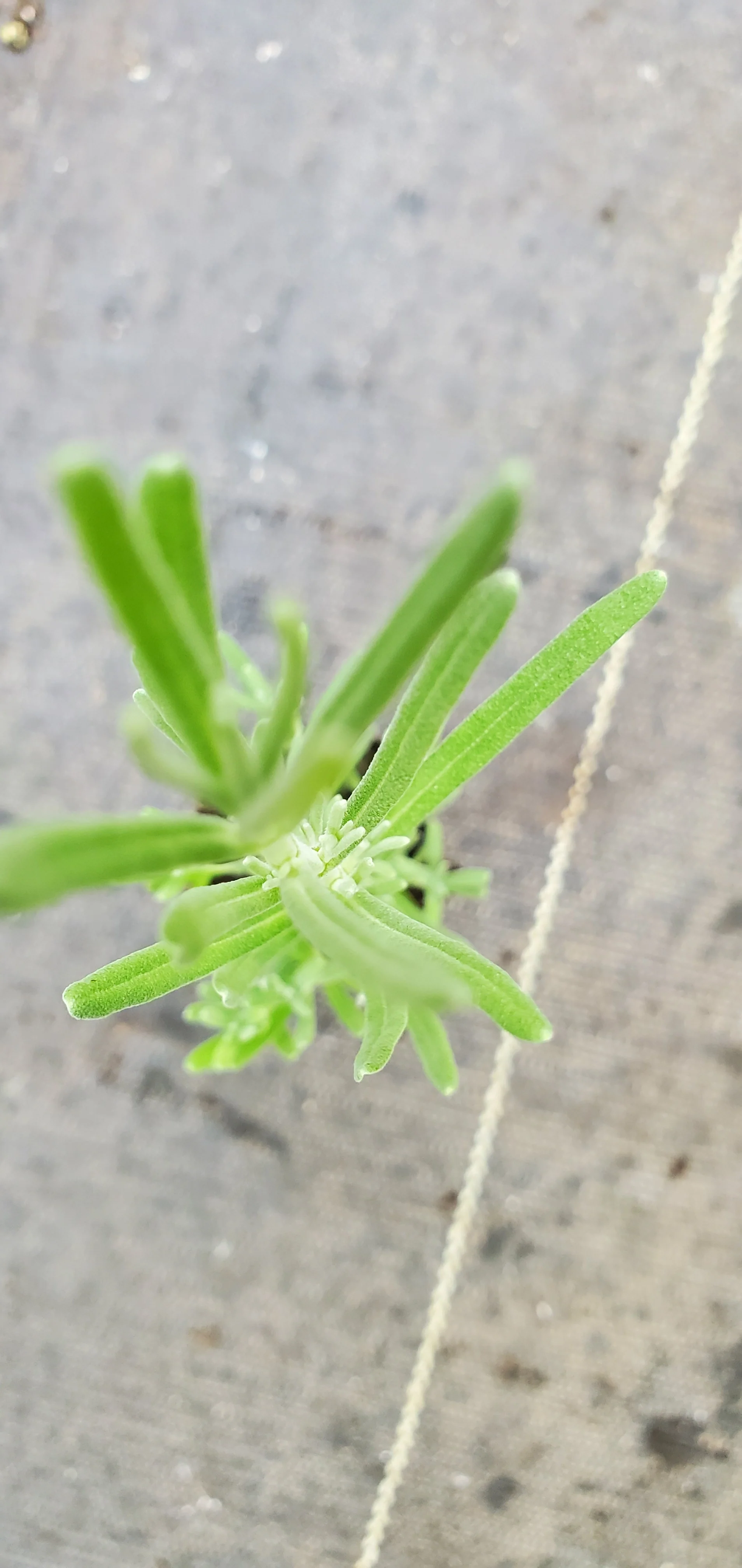 Herbs