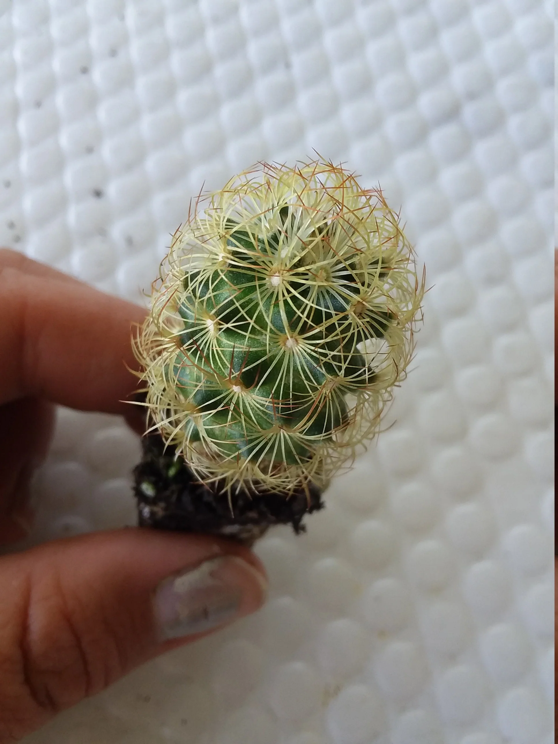 Thumb 2