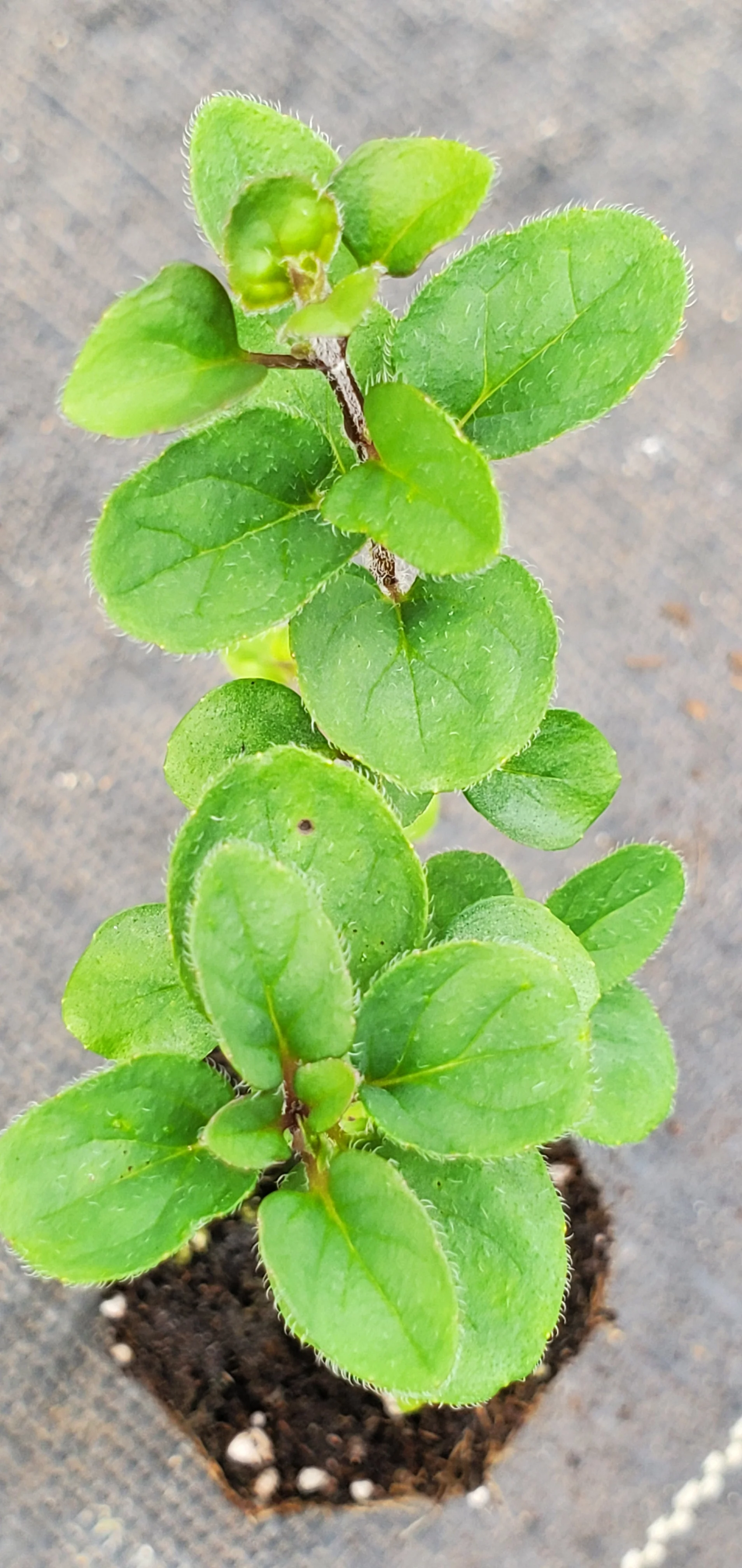 Oregano